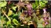 Anthophora sp.